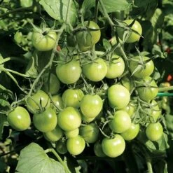 Sungreen Cherry Tomato Seeds