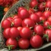 Sakura Organic Cherry Tomato Seeds -Park Seed® Shop 52870 PK P1