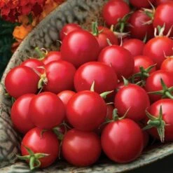 Sakura Organic Cherry Tomato Seeds