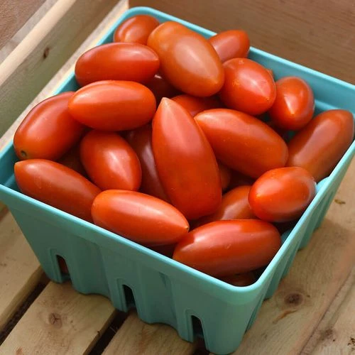 Tomato Marzito Seeds 3 Tomato Marzito Seeds