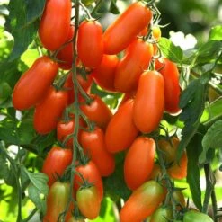 Tomato Marzito Seeds 5 Tomato Marzito Seeds -Park Seed® Shop 52881 PK P1 1