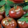 Chef's Choice Black Tomato Seeds 1 Chef's Choice Black Tomato Seeds -Park Seed® Shop 52885 PK P1