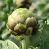 PT-16 Organic Artichoke Seeds -Park Seed® Shop 52889 PK P1