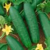 Double Yield Organic Cucumber Seeds 2 Double Yield Organic Cucumber Seeds -Park Seed® Shop 52890 PK P1