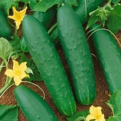 Double Yield Organic Cucumber Seeds