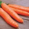 Little Finger Organic Carrot Seeds 1 Little Finger Organic Carrot Seeds -Park Seed® Shop 52891 PK P1