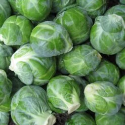 Dagan Organic Brussels Sprouts Seeds -Park Seed® Shop 52893 PK P1 2