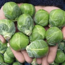 Dagan Organic Brussels Sprouts Seeds -Park Seed® Shop 52893 PK P1 3