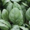 Tundra Hybrid Organic Spinach Seeds 1 Tundra Hybrid Organic Spinach Seeds -Park Seed® Shop 52898 PK P1