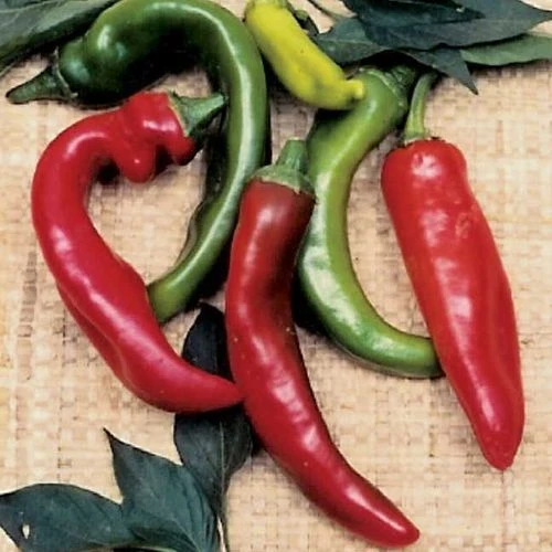 Anaheim Organic Pepper Seeds (P) Pkt Of 25 Seeds 3 Anaheim Organic Pepper Seeds (P) Pkt Of 25 Seeds