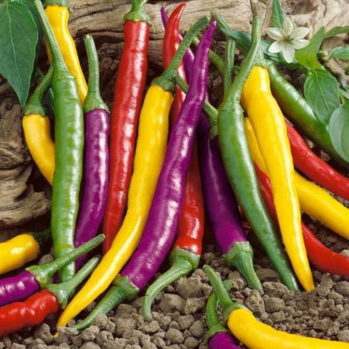 Cayenne Blend Organic Pepper Seeds 3 Cayenne Blend Organic Pepper Seeds