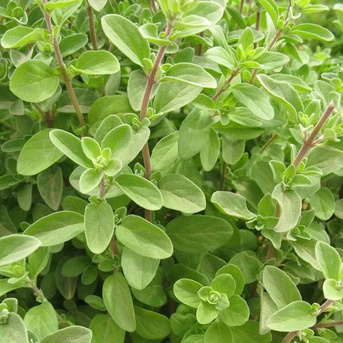 Sweet Marjoram Organic Seeds 3 Sweet Marjoram Organic Seeds