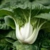 Asian Delight Hybrid Pak Choi Seeds -Park Seed® Shop 52915 PK P1