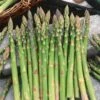 Mary Washington Asparagus Seeds 2 Mary Washington Asparagus Seeds -Park Seed® Shop 52919 PK P1