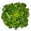 Bauer Organic Lettuce Seeds 1 Bauer Organic Lettuce Seeds -Park Seed® Shop 52929 PK P1