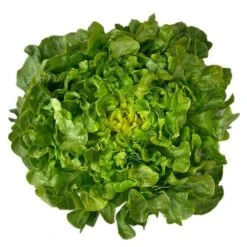 Bauer Organic Lettuce Seeds