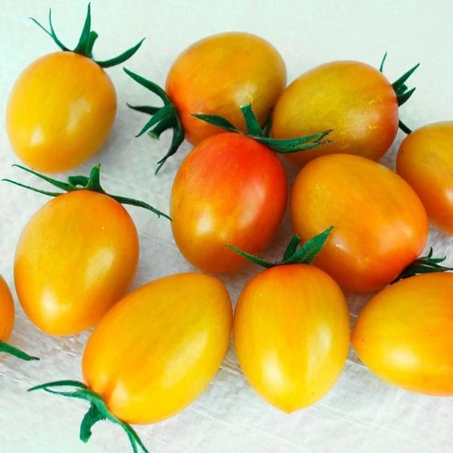 Sunset Torch Tomato Seeds 3 Sunset Torch Tomato Seeds