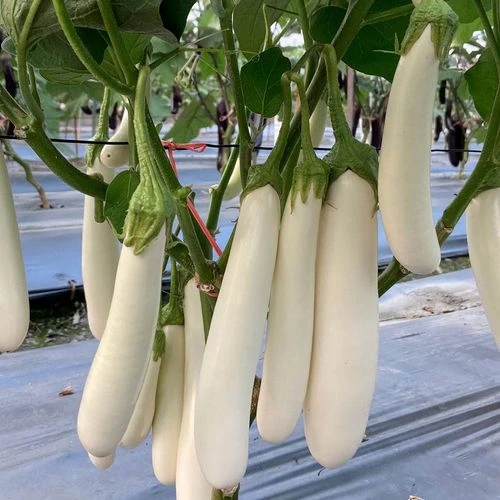 Icicle F1 Eggplant Seeds 3 Icicle F1 Eggplant Seeds