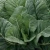Top Chop Collard Seeds -Park Seed® Shop 52943 PK P1