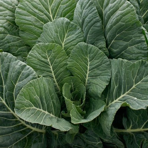 Top Chop Collard Seeds 3 Top Chop Collard Seeds