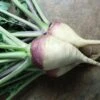 Laurentian Rutabaga Seeds 2 Laurentian Rutabaga Seeds -Park Seed® Shop 52944 PK P1