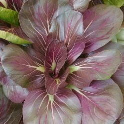 Scarlet Red Mustard Tatsoi Seeds