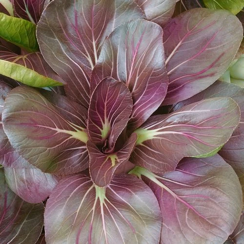 Scarlet Red Mustard Tatsoi Seeds 3 Scarlet Red Mustard Tatsoi Seeds