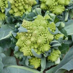 Romanesco Broccoli Seeds