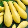 Early Prolific Straightneck Squash Seeds -Park Seed® Shop 52950 PK P1