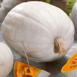 Super Moon F1 Pumpkin Seeds