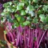 'Sangria' Radish Leaf Microgreens Seeds -Park Seed® Shop 52956 PK P1