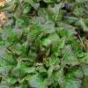 Bronze Beauty Heirloom Lettuce Seeds