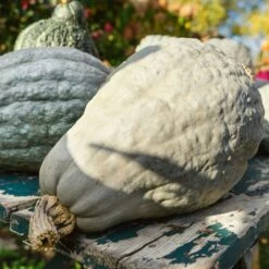 Hubbard Blue Organic Winter Squash Seeds