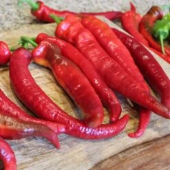 Wildcat Cayenne Pepper Seeds