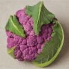 DePurple Cauliflower Seeds 1 DePurple Cauliflower Seeds -Park Seed® Shop 52965 PK P1