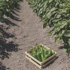 San Joaquin Jalapeno Pepper Seeds 7 San Joaquin Jalapeno Pepper Seeds -Park Seed® Shop 52966 2