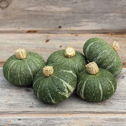 Sweet Jade Organic Kabocha Squash Seeds 3 Sweet Jade Organic Kabocha Squash Seeds