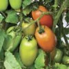 Zenzei Tomato Seeds -Park Seed® Shop 52968