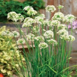 Autumn Bee Attraction Hybrid Allium Seeds