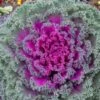 Rainbow Candy Crush Hybrid Ornamental Kale Seeds -Park Seed® Shop 52971 PK P1