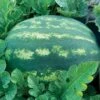 Park's Whopper Hybrid Watermelon Seeds 1 Park's Whopper Hybrid Watermelon Seeds -Park Seed® Shop 52987 PK P1