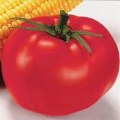 Better Boy Hybrid Tomato Seeds