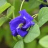 Blue Butterfly Pea Seeds 2 Blue Butterfly Pea Seeds -Park Seed® Shop 54028 PK P1