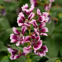 Sweet Talk™ Lavender Splash Cuphea Seeds