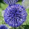 'Platinum Blue' Globe Thistle Seeds -Park Seed® Shop 54038 PK P1