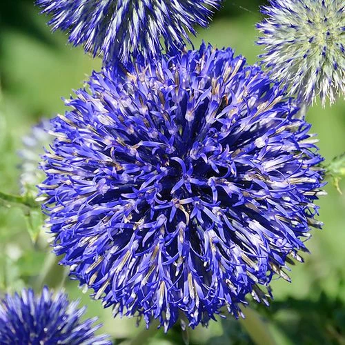 'Platinum Blue' Globe Thistle Seeds 3 'Platinum Blue' Globe Thistle Seeds