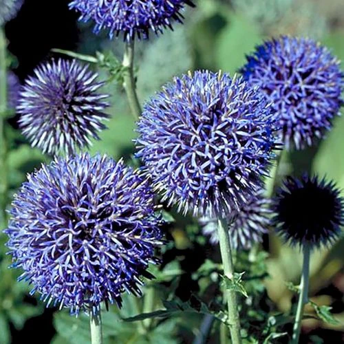 'Platinum Blue' Globe Thistle Seeds 4 'Platinum Blue' Globe Thistle Seeds - Image 2