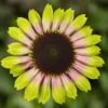 Prairie Blaze™ Vintage Lime Coneflower Seeds