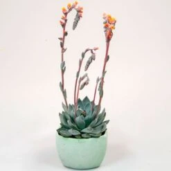 Urban Orange Echeveria Seeds -Park Seed® Shop 54046 PK P1 2