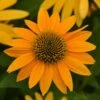 Artisan™ Collection Yellow Ombre Echinacea Seeds -Park Seed® Shop 54057 PK P1